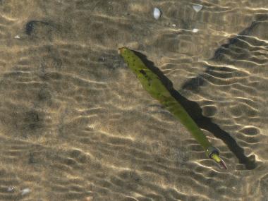 Spotted mangrove (Rhizophora stylosa) propagule floating in the ocean