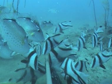 Numerous juvenile red emperor (Lutjanus sebae), as well as starry trigger fish (Abalistes stellatus)