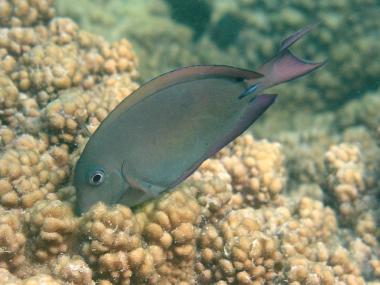 A brown surgeonfish (Acanthurus nigrofuscus)