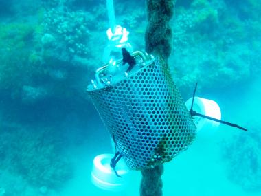 Pesticide passive samplers (Polar and non-polar) deployed at Fitzroy Island, Queensland