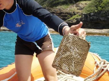 Retrieving a marine cage containing PDMS and SPMD samplers from a reef location