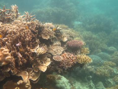 Mer Reef back