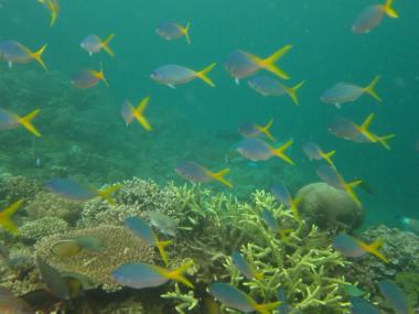Mer Reef first flank