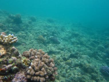Mer Reef front