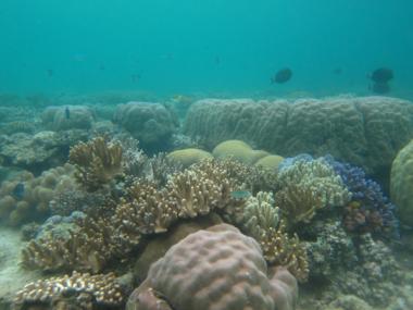 Waier And Dauar Reef first flank