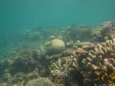 Waier And Dauar Reef second flank