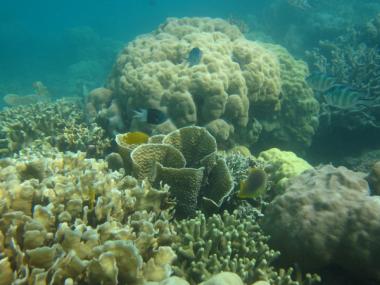 Masig Reef back