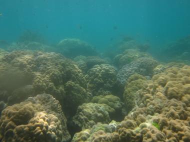 Aukane Reef back