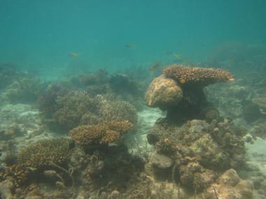 Aukane Reef first flank