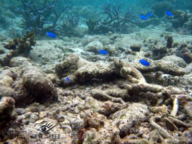 Erub Reef