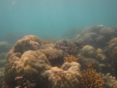 Aureed Reef back