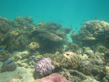 Aureed Reef first flank