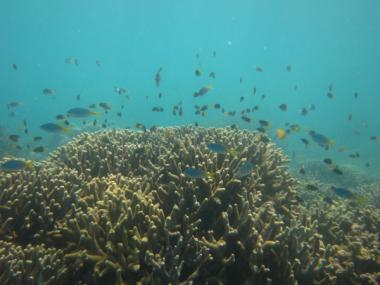 Aureed Reef second flank