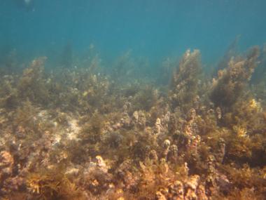 Aureed Reef front