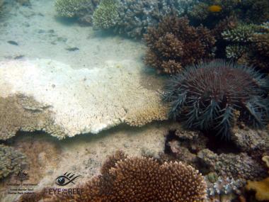 Poruma Reef
