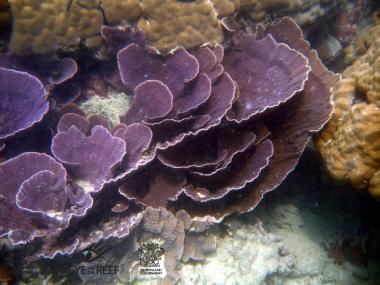 Poruma Reef