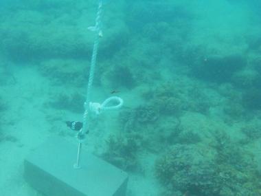 Twin Island - Torres Strait Temperature Logger (Flat Logger: TWINFL1)