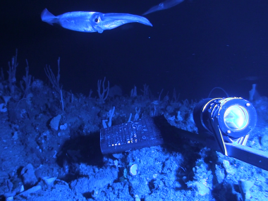Nototodarus Spp 