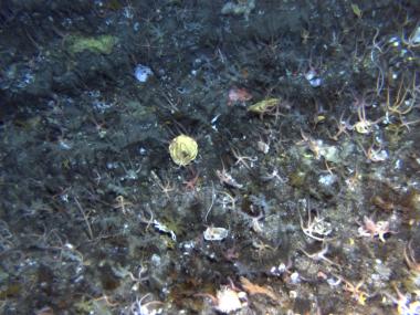 Benthic community
