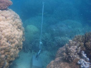 Woiz Reef - Torres Strait Temperature Logger (Slope Logger: WOIZSL1)