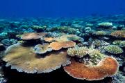 Coral reef with plate coral (Acropora hyacinthus)