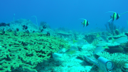 Arafura Money Shoal Reefscenery CAM 54