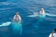 Pair of humpback whales