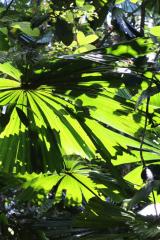 Daintree Palms