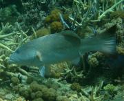 Figure 1 Coral trout