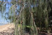 Casuarina equisetifolia