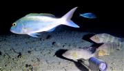 KEFArea5_25_snappers_cods_emporers.jpg