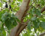 Pisonia grandis - Lady Elliot Island