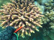 Acropora millepora