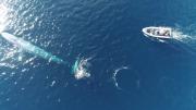 Pygmy blue whale