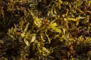 Macroalgae