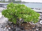 Tree Heliotrope