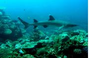 Whitetip reef shark swimming over reef