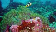 Amphiprion DSC 03955