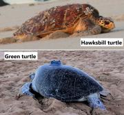 hawksbill_green_montage revised-700x652.jpg