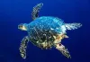 Hawksbill turtle