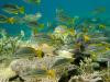 School of Spanish Flag Fish (Lutjanus Carponotatus)
