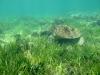 Green turtle feeding on seagrass, Green Island (13 February 2010)