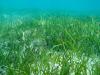 Seagrass meadow
