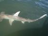 Tagged Great Hammerhead