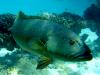 Bar-cheek coral trout