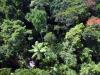 Rainforest canopy