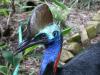 Cassowary