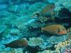 Populations of herbivorous fish