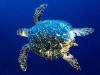 Hawksbill turtle