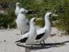 Masked Booby